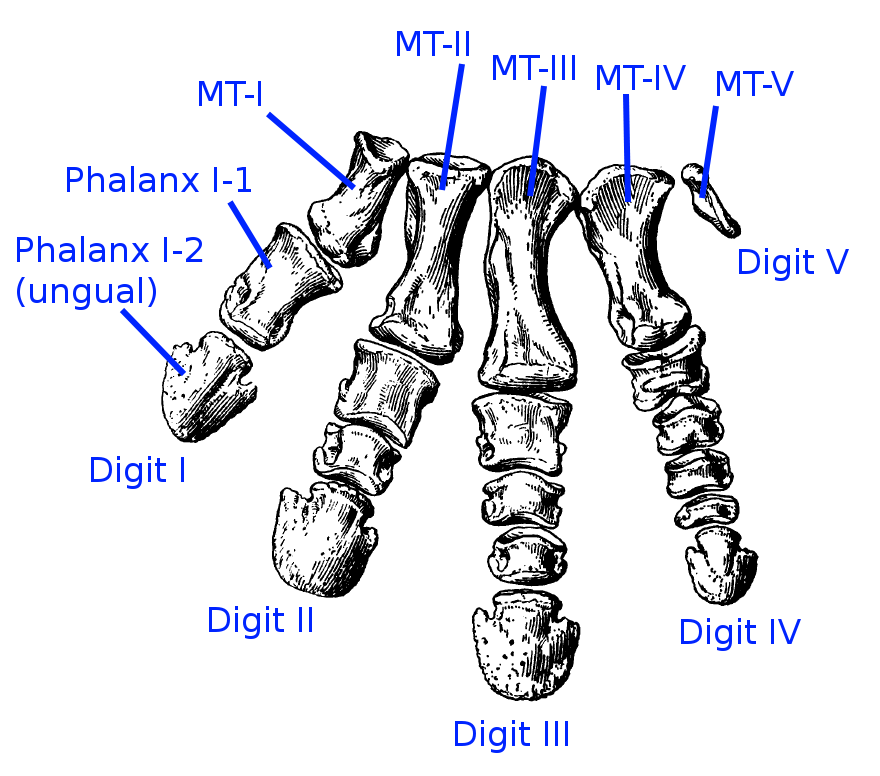 Afbeeldingsresultaat voor triceratops metatarsal